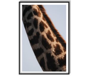 Animal Print