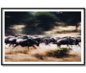 Fast Wild